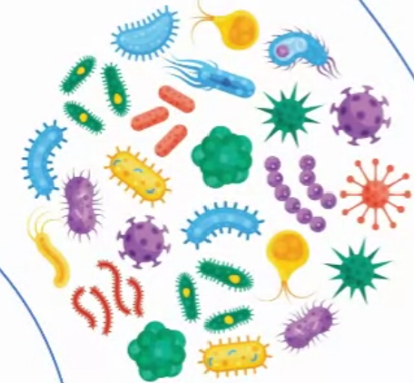 Agar, powder 500g