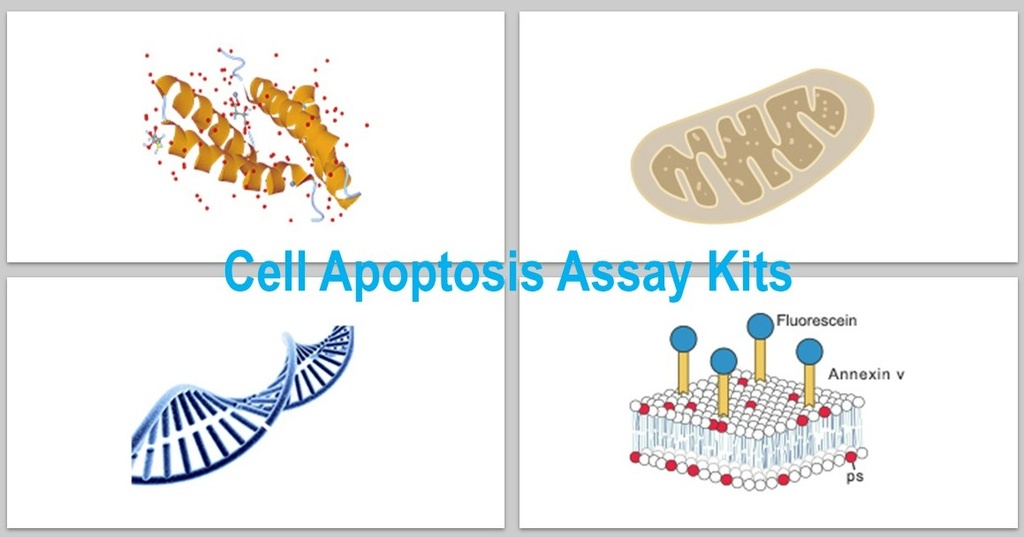 One-Step TUNEL Flow Cytometry Apoptosis Kit (Red, Elab Fluor® 647)