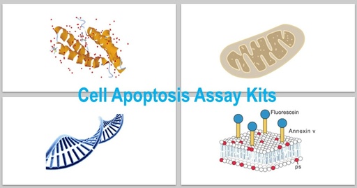 [KS-CELL-262] One-Step TUNEL In Situ Apoptosis Assay Kit (Green, FITC)