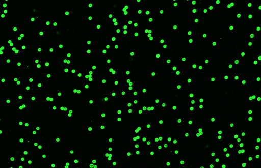 [AFG-6000-NH2] Green PS Fluorescent Particles, 60-70 um-NH2